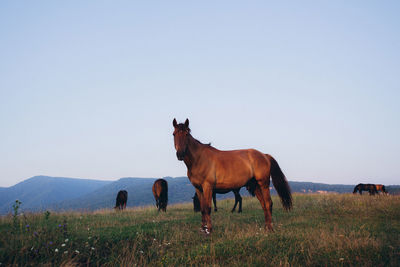 View of horses on grazing on field against sky