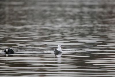 Seagull swimming in lake