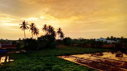 Scenic view of palm trees on field against sky at sunset