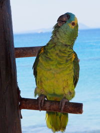 Close-up of parrot perching on wood by sea against sky