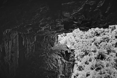 Close-up of lizard on rock in cave