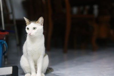 Close up of cute white and black cat sitting on the floor