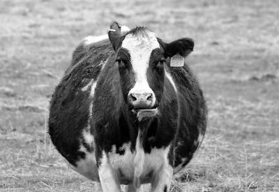 Chewing grass while anticipating her calf