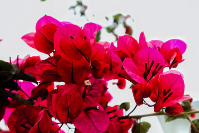 Close-up of pink flowering plant