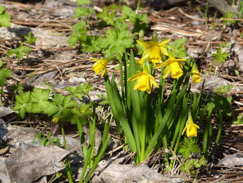 Close-up of yellow flowers growing in field