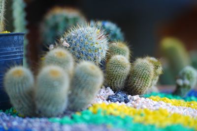 Close-up of cactus plant