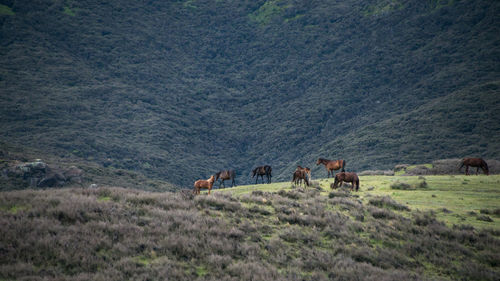 View of horses on landscape