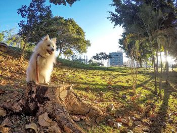 Dog on grass against trees