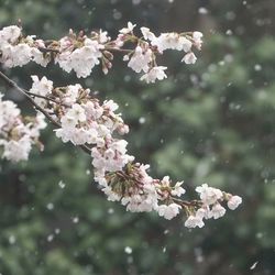 Close-up of apple blossoms in spring