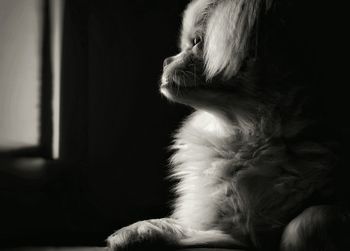 Close-up of dog on couch