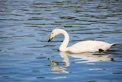 Swan swimming in lake