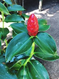 Close-up of red flower