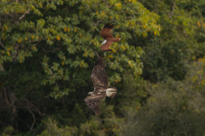 Bird flying in a forest