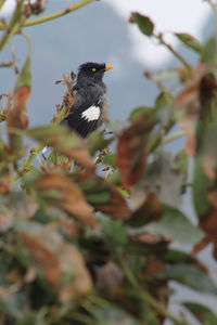 Low angle view of bird perching on plant