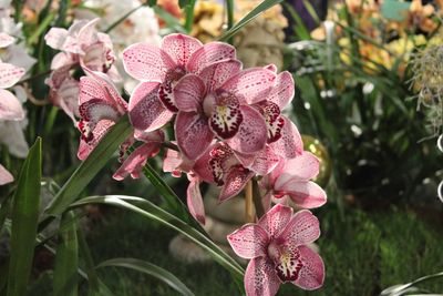 Close-up of pink orchid