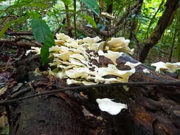 Close-up of white flower growing on tree trunk