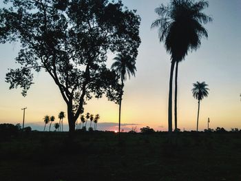 Silhouette of palm trees on landscape