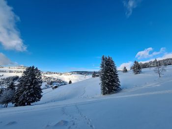 Snow covered plants against blue sky