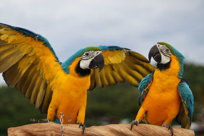 Close-up of parrot