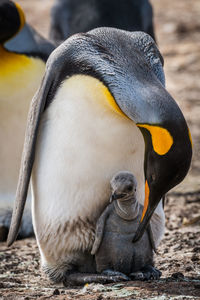 King penguin bending down to preen chick