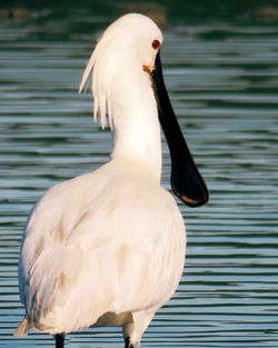 Close-up of duck swimming in lake