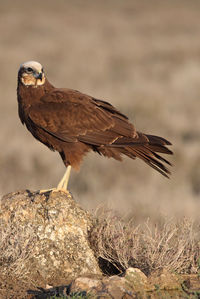 Close-up of eagle perching on rock