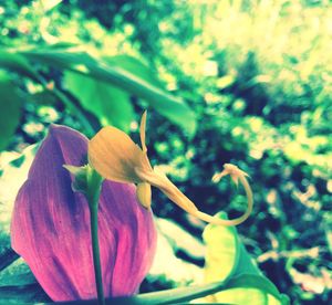 Close-up of flower blooming outdoors