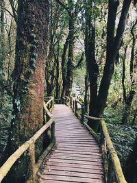 Footbridge amidst trees in forest