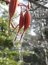 Close-up of fresh flower tree against water