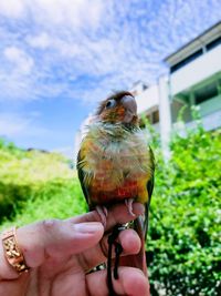 Midsection of person holding bird