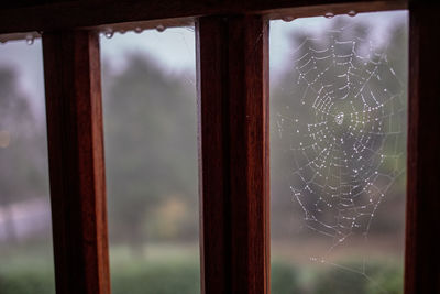 Close-up of wet spider web on window