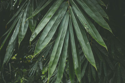 Close-up of wet plant