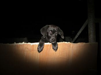 Close-up portrait of dog