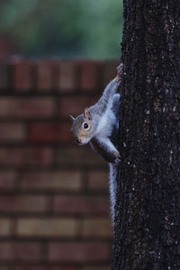 Close-up of squirrel on tree trunk