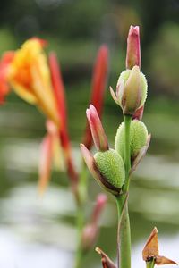 Close-up of flowering plant