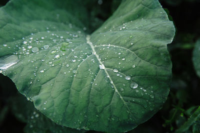 Close-up of wet plant leaves during rainy season