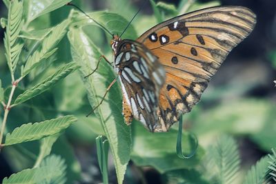 Butterfly on leaf