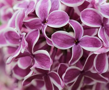 Close-up of pink flower