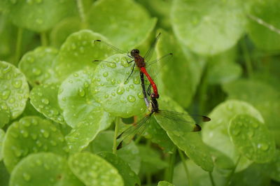 Close-up of insect on leaf