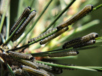 Close-up of wet plant