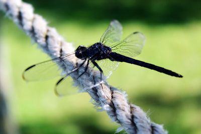 Close-up of dragonfly on rope