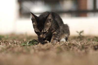 Close-up of a cat on field