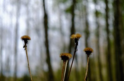 Close-up of yellow flowers growing outdoors