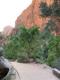 Trees growing on rock