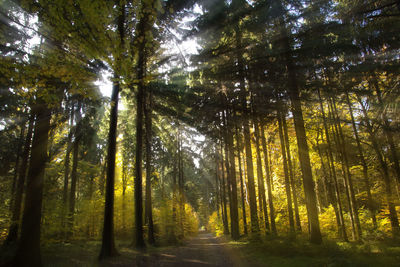 Trees in forest