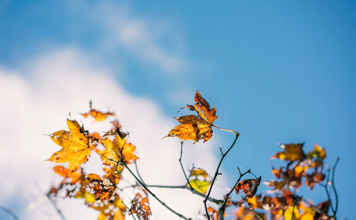 Low angle view of yellow maple leaves against sky