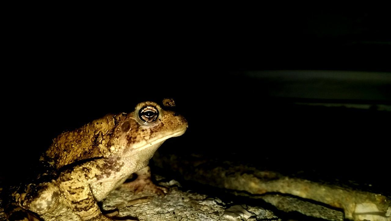 one animal, animal themes, wildlife, mammal, night, animals in the wild, animal head, black background, side view, copy space, close-up, domestic animals, looking away, animal eye, portrait, alertness, animal body part, nature, no people, animal