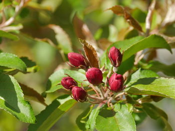 Close-up of strawberry growing on plant