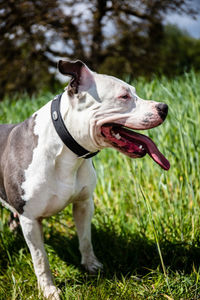 Close-up of dog standing on field