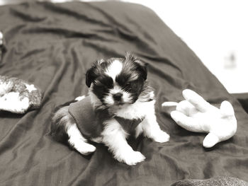 Cute puppy resting on bed at home